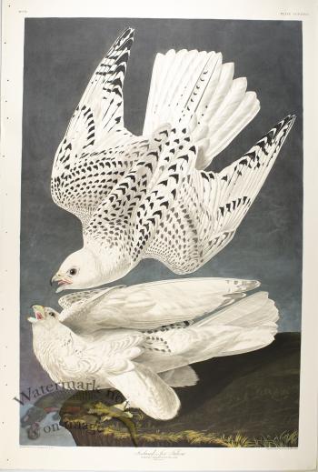 Iceland or Jer Falcon